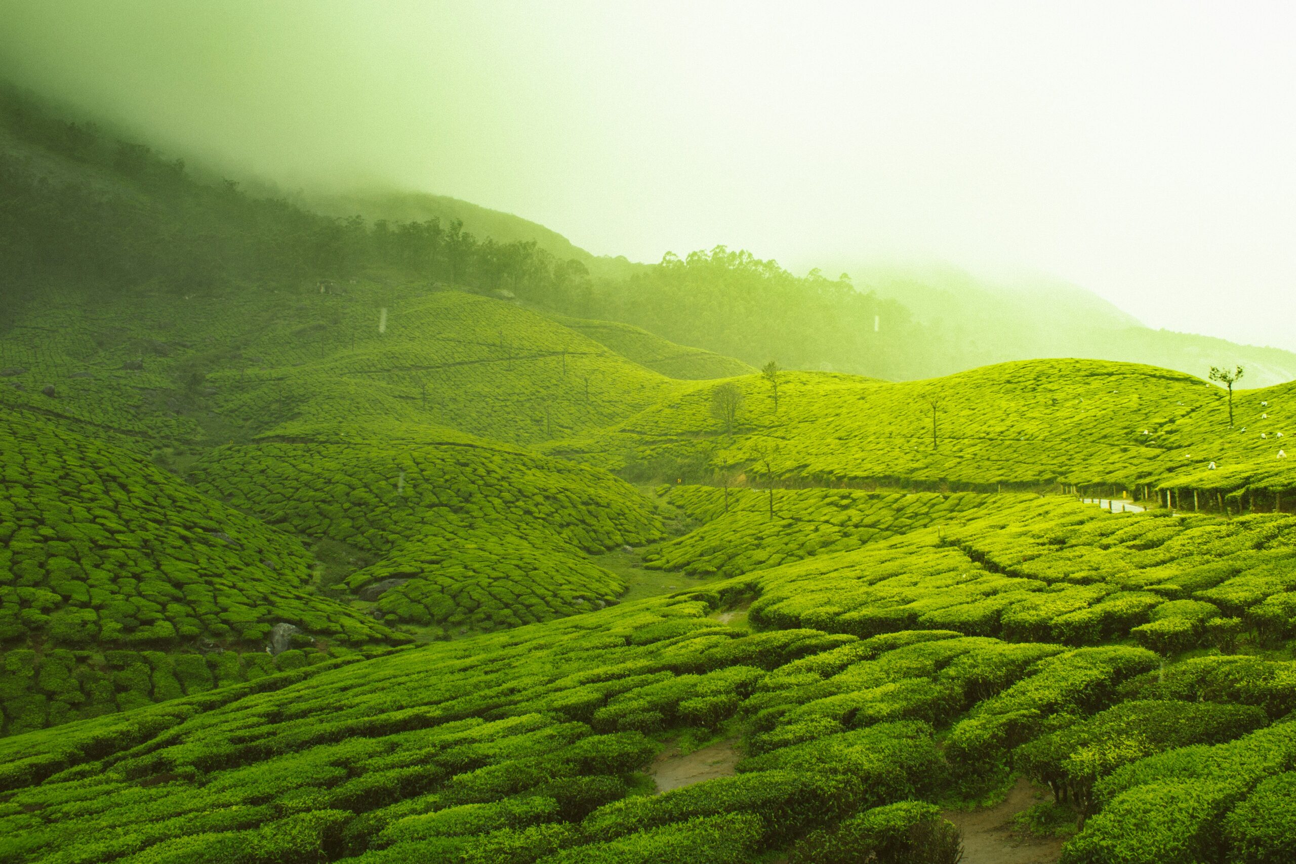ooty image 1 scaled